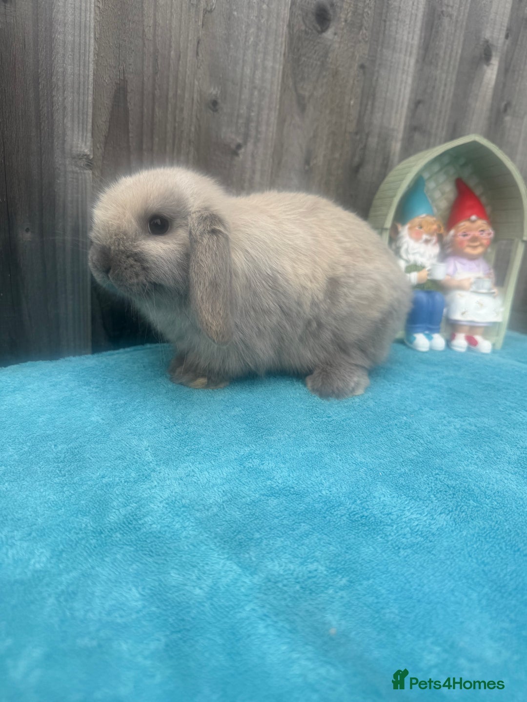 Mini Lop rabbits for sale: Mini lop babies ready to go - Image 1