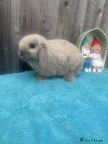 Mini Lop rabbits - Advert 2