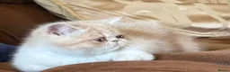 Exotic cats for sale: Beautiful Exotic cream & white female - Advert 10
