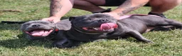Staffordshire Bull Terrier dogs for sale: Staffordshire bull terriers - Advert 3