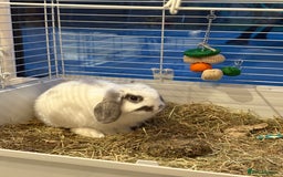 Mini Lop rabbits for sale: Mini Lop Male 12 weeks old - Image 3