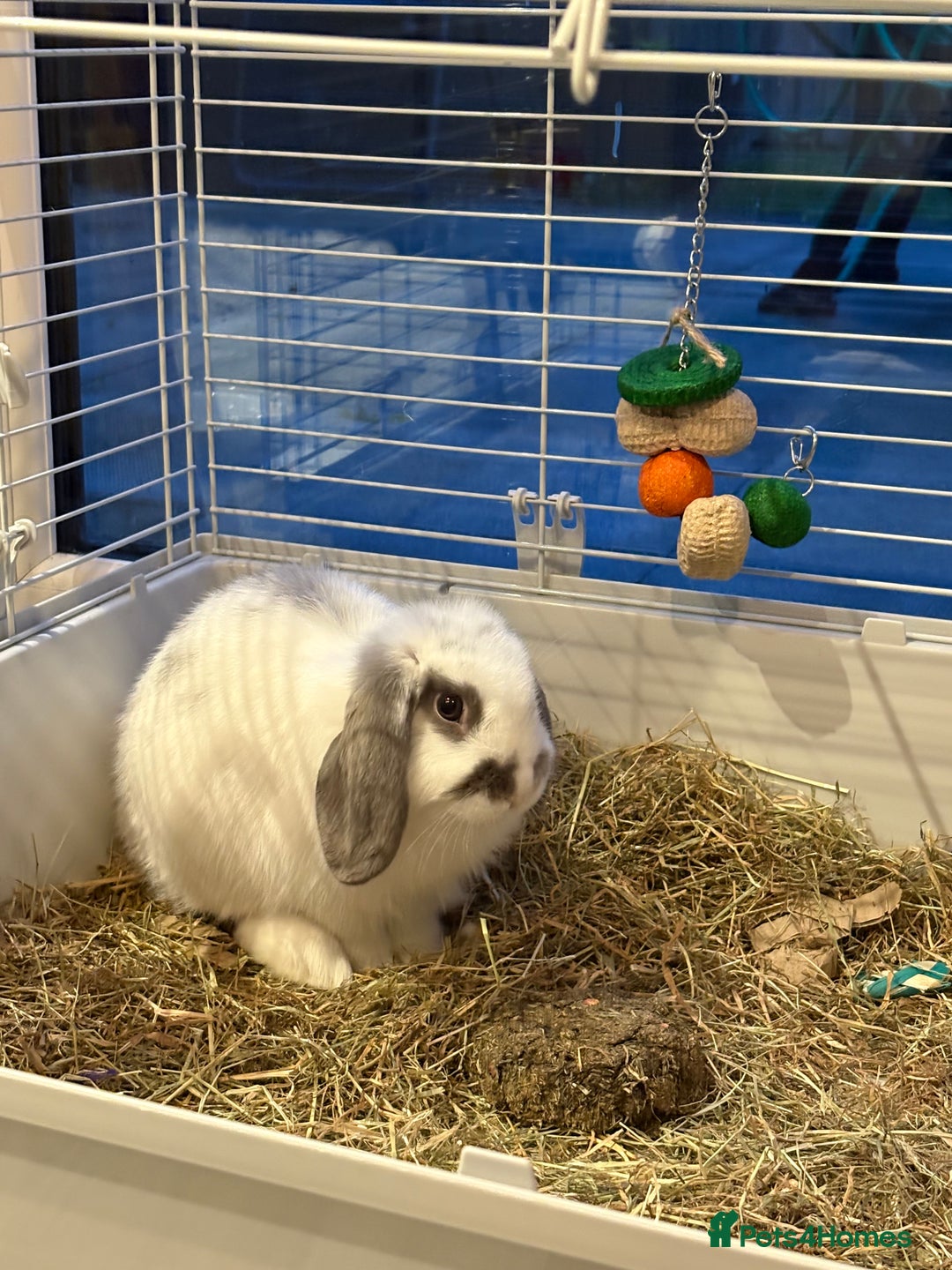 Mini Lop rabbits for sale: Mini Lop Male 12 weeks old - Image 3