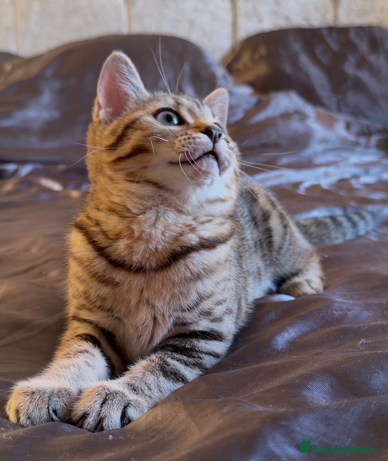 Mixed Breed cats for sale: Bengal X Scottish Straight Hybrid - Advert 3