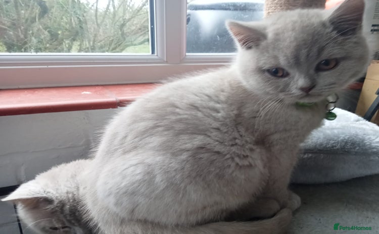 British Shorthair cats BSH lilac girls, GCCF registered  - Advert 13