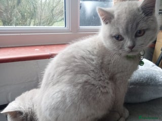 British Shorthair cats BSH lilac girls, GCCF registered - Advert 7