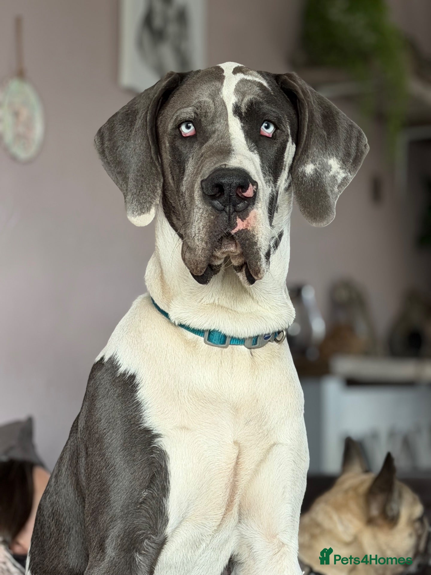 Great Dane dogs Blue harlequin Great Dane stud - Advert 1
