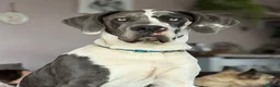 Great Dane dogs for stud: Blue harlequin Great Dane stud - Advert 1