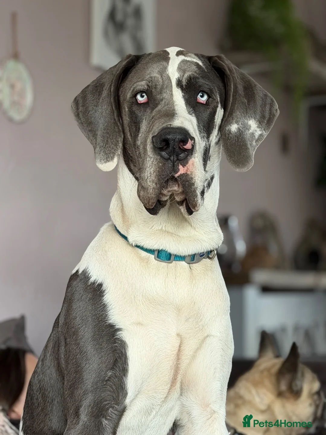 Great Dane dogs for stud: Blue harlequin Great Dane stud - Advert 1