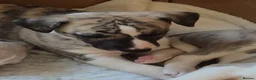 Whippet dogs for sale: KC Registered Whippet Dog Pup  in Swansea - Advert 2
