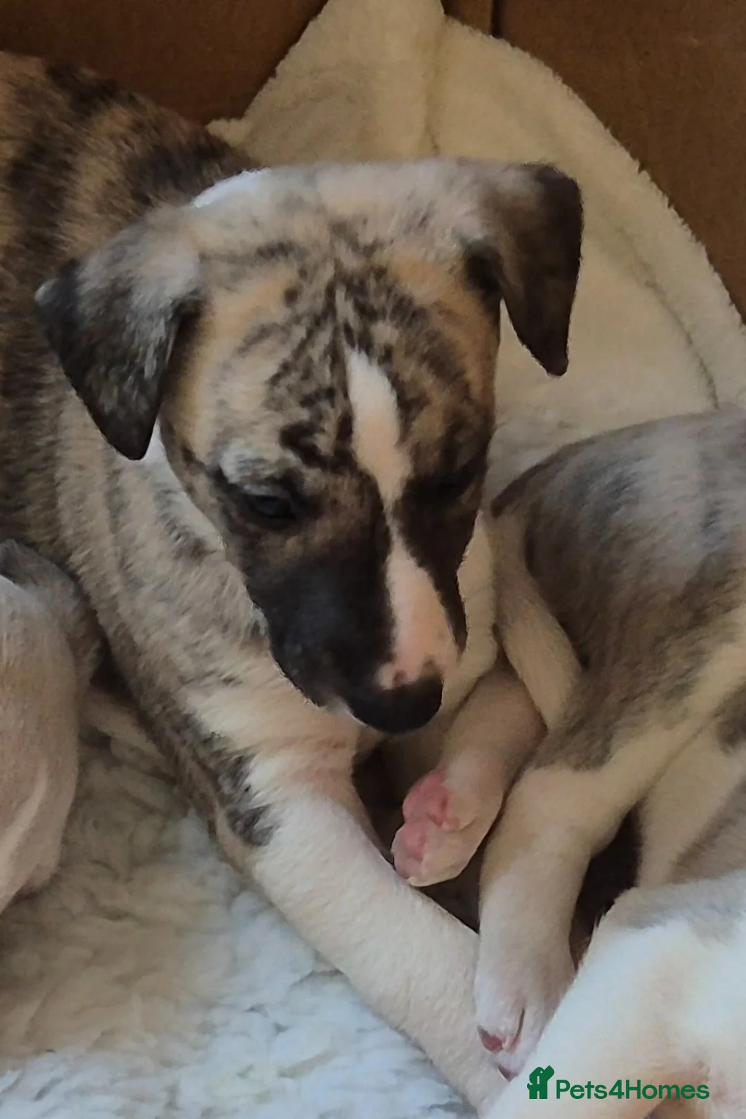 Whippet dogs for sale: KC Registered Whippet Dog Pup  in Swansea - Advert 2