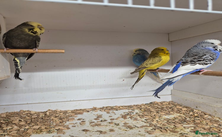 Budgerigars birds - Advert 6