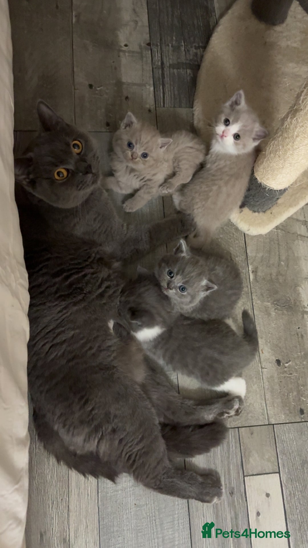 British Shorthair cats for sale: British short hair kittens - Image 2