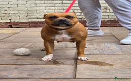Staffordshire Bull Terrier dogs for sale: Adult Stunning Bomb Proof Staffy Girl - Image 3