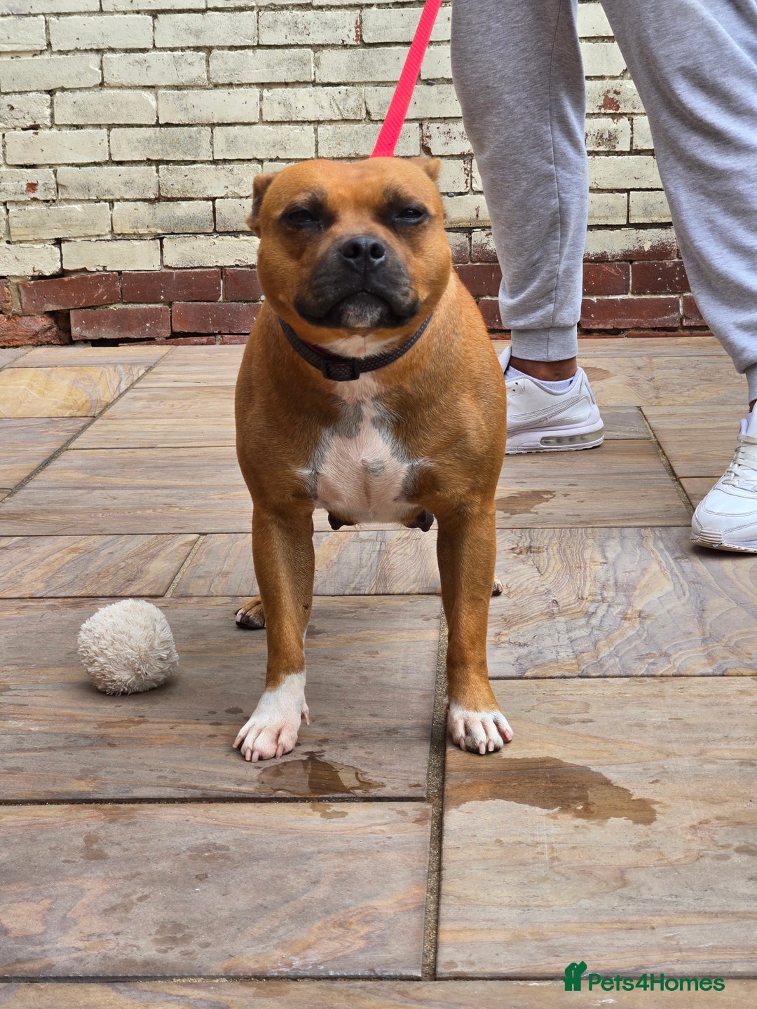 Staffordshire Bull Terrier dogs for sale: Adult Stunning Bomb Proof Staffy Girl - Image 3