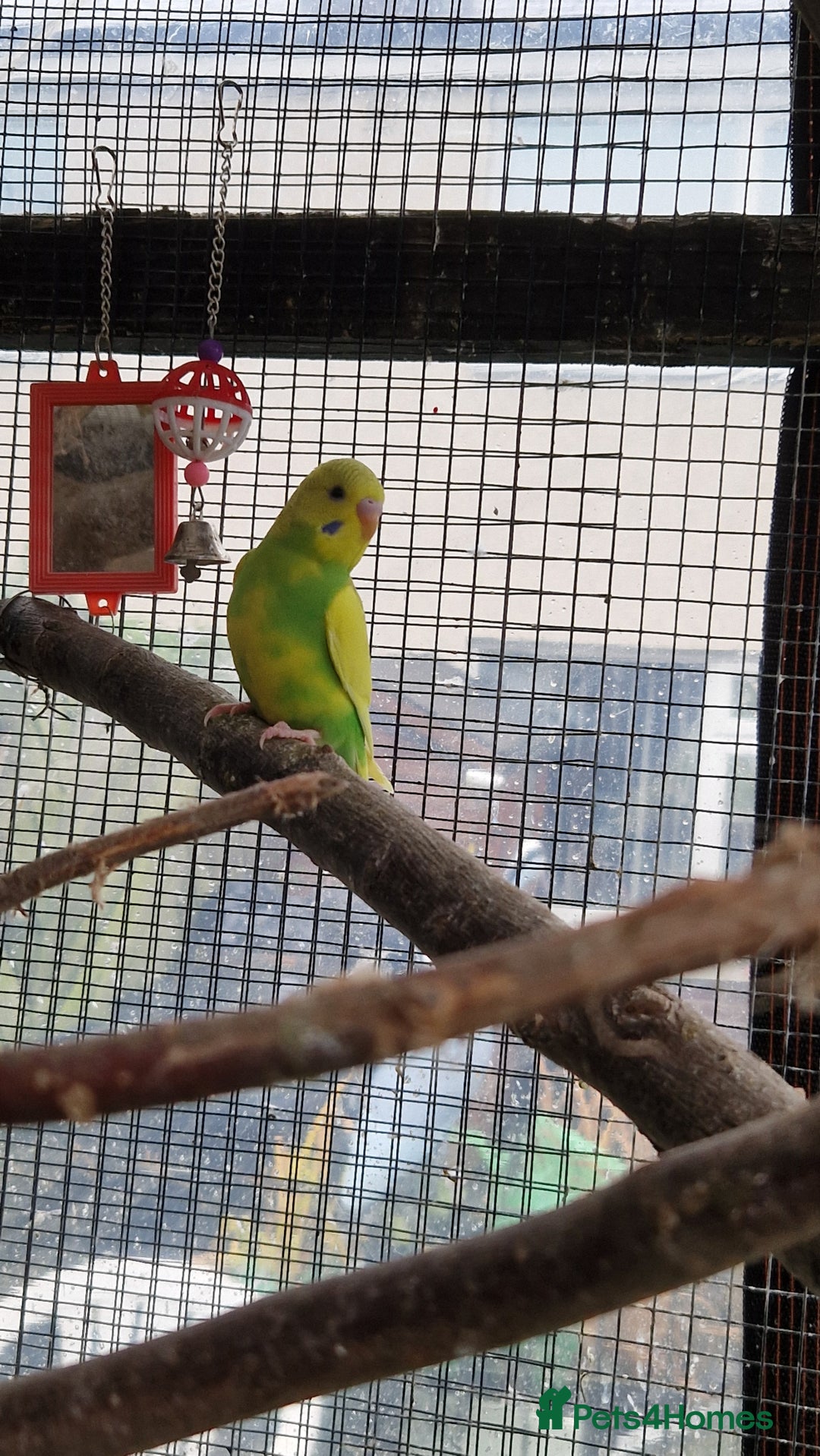 Budgerigars birds for sale: Baby budgies for sale from 15th Dec  - Advert 2