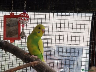 Budgerigars birds Baby budgies for sale from 15th Dec - Advert 5