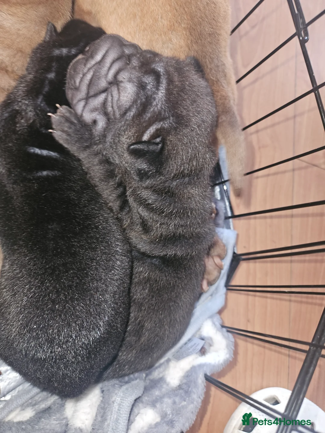 Shar Pei dogs for sale: 7 beautiful shar pei pups  - Advert 2
