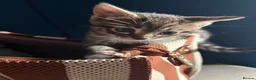 Mixed Breed cats for sale: Bengal x girl left ready 28th - Advert 5