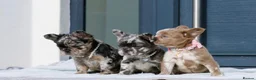 French Bulldog dogs for sale: 💎Quality Fluffy Frenchie💎 - Advert 5