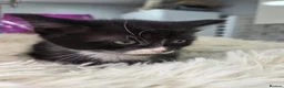 Mixed Breed cats for sale: Kittens - Advert 1