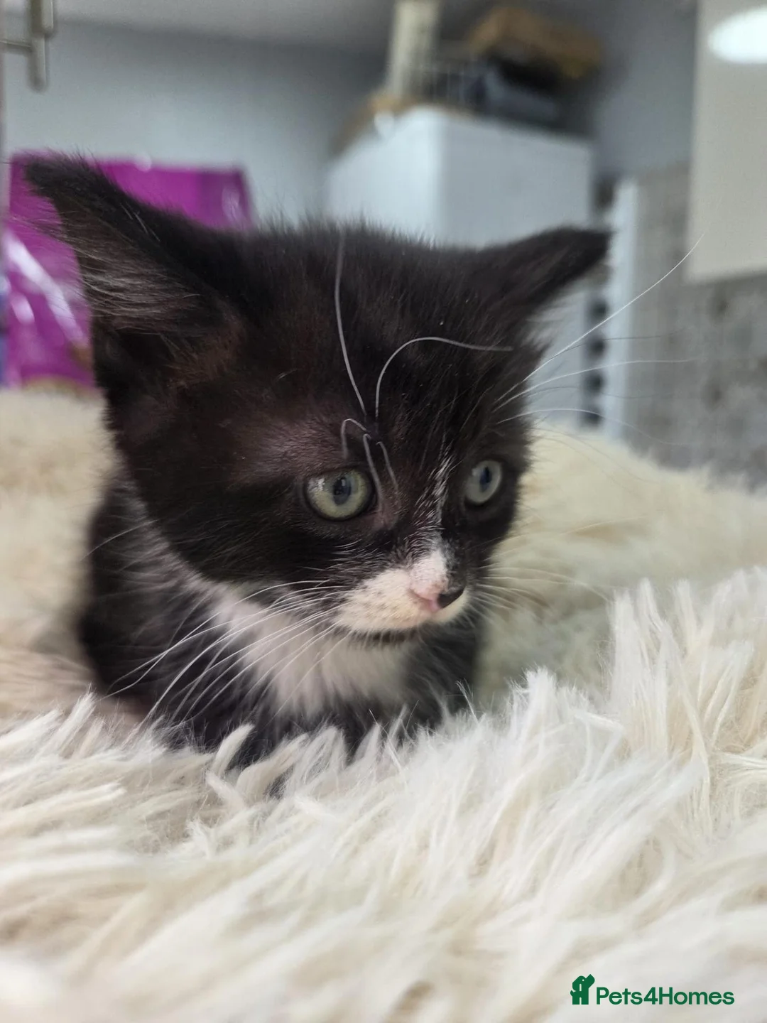 Mixed Breed cats for sale: Kittens - Advert 1