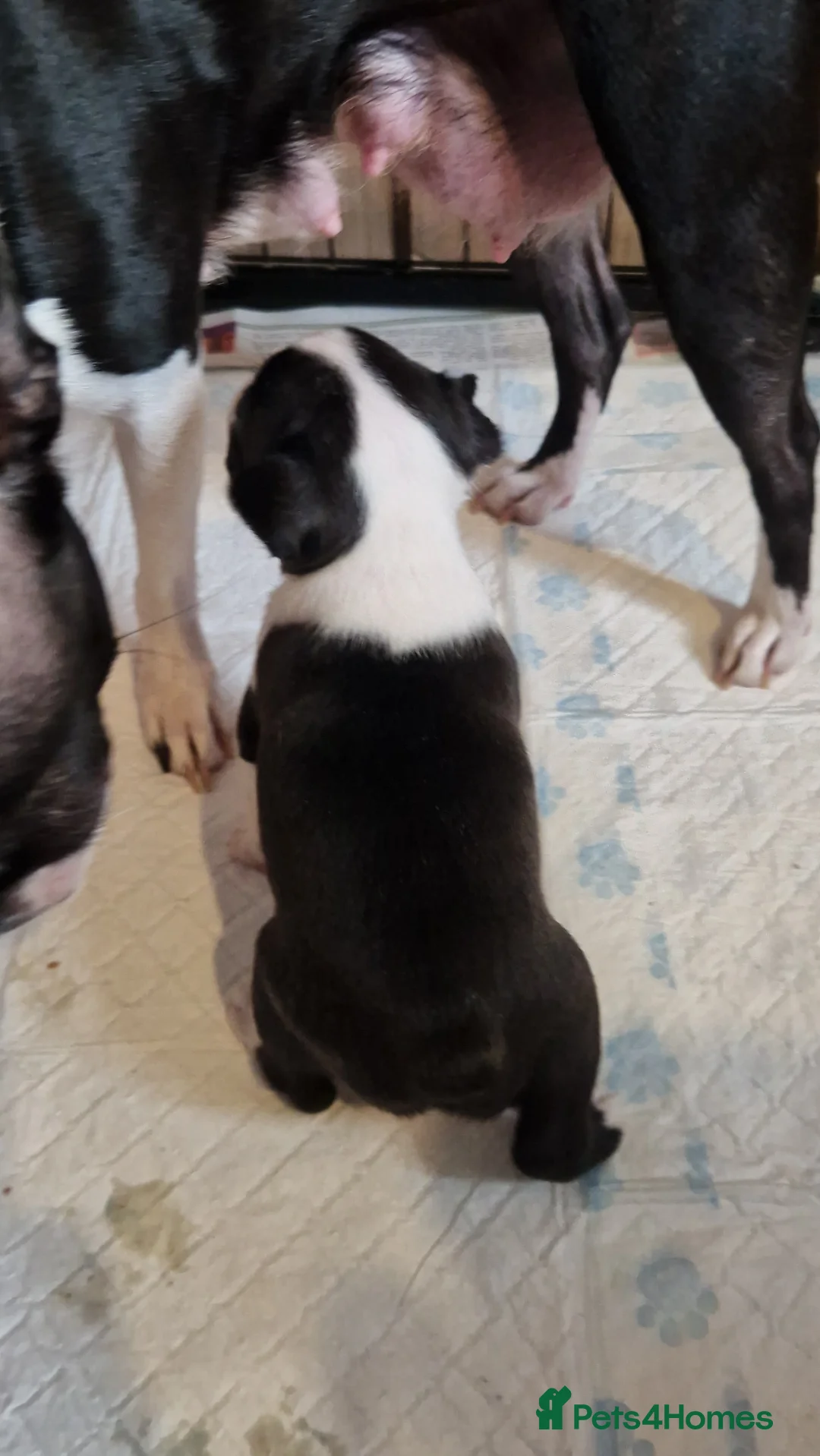 Boston Terrier dogs for sale: Boston Terrier puppy for sale.  - Advert 2