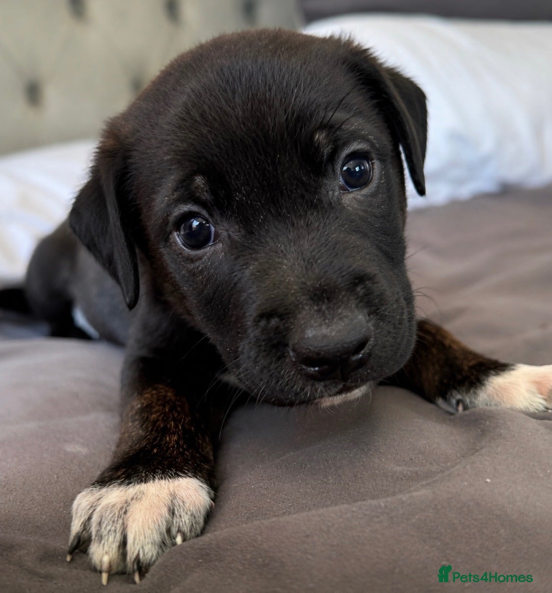 Mixed Breed dogs PUPPY; UNWANTED, ALONE & CRYING 💔💔💔 - Advert 2