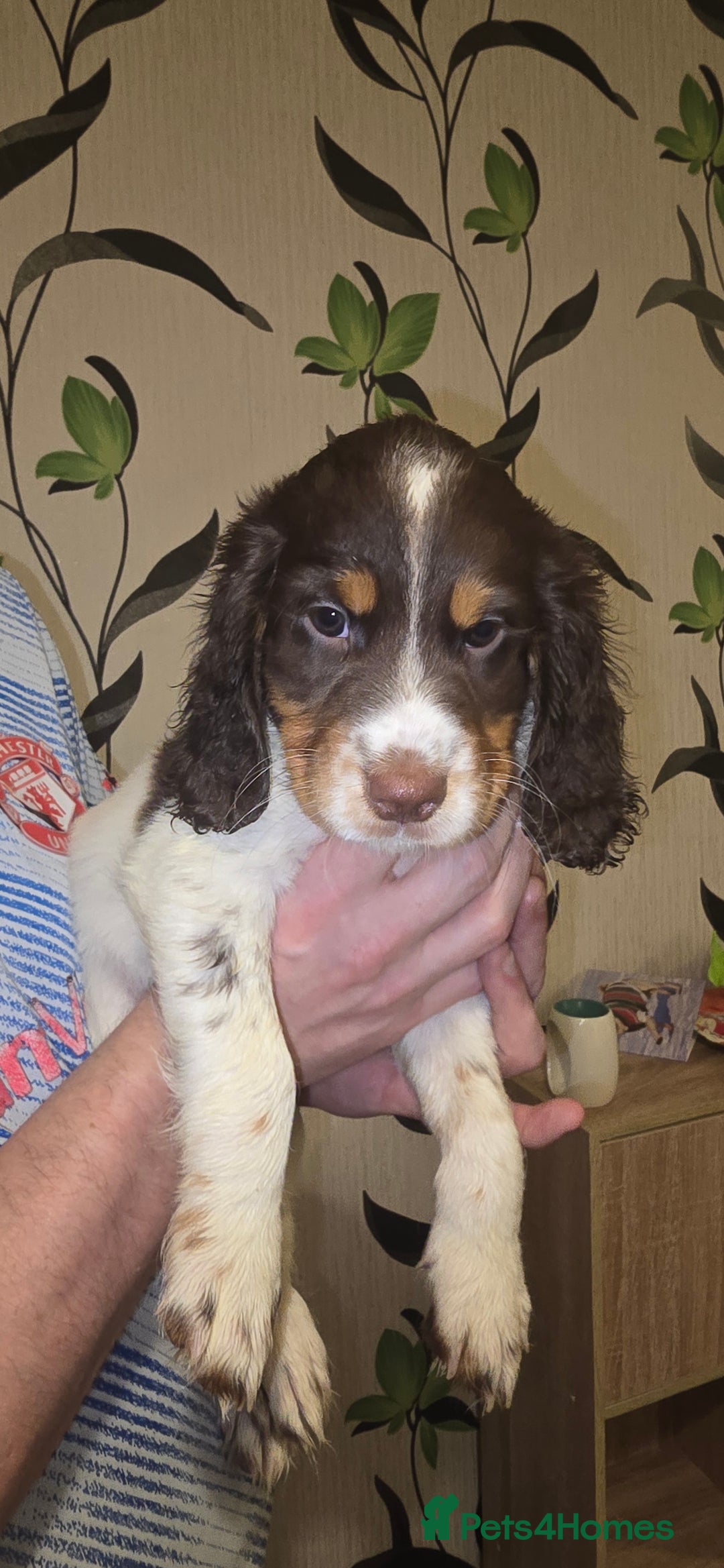 Sprocker dogs for sale: Home-Reared Sprocker Puppies  - Advert 23