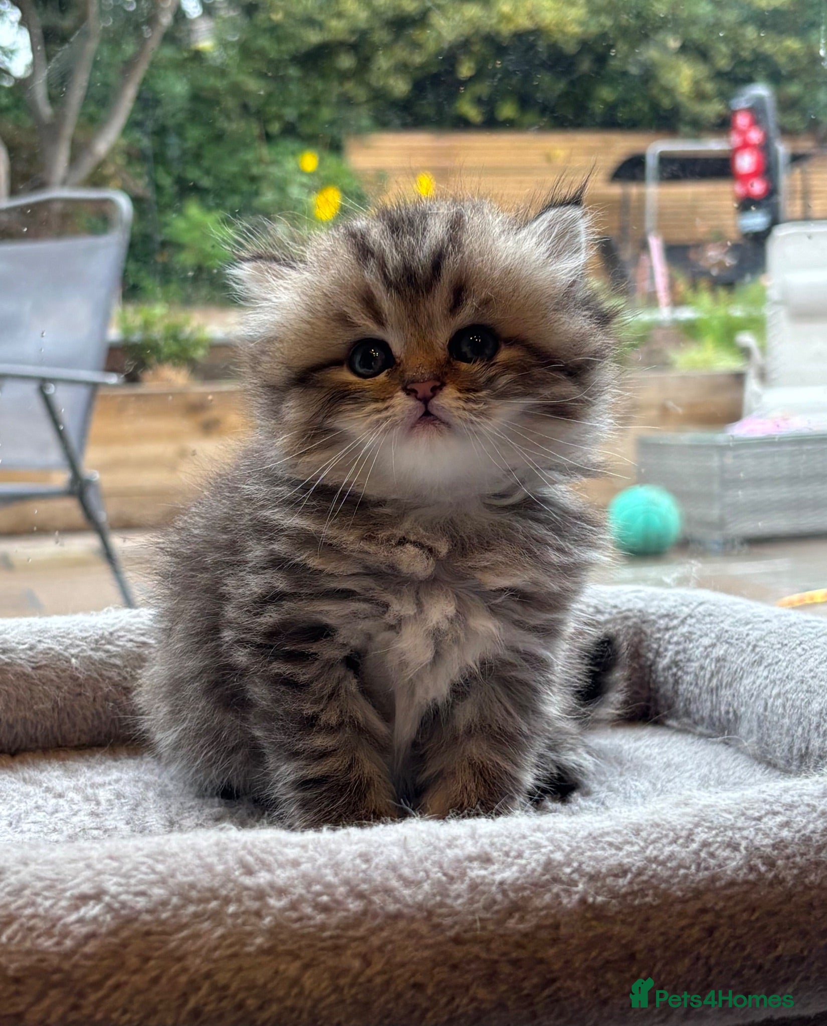 Persian cats Stunning fluffy purebred Persian kittens   - Advert 2