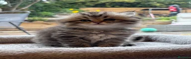 Persian 2