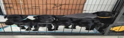 Miniature Schnauzer dogs for sale: Beautiful Black Miniature Schnauzer Puppies - Advert 6