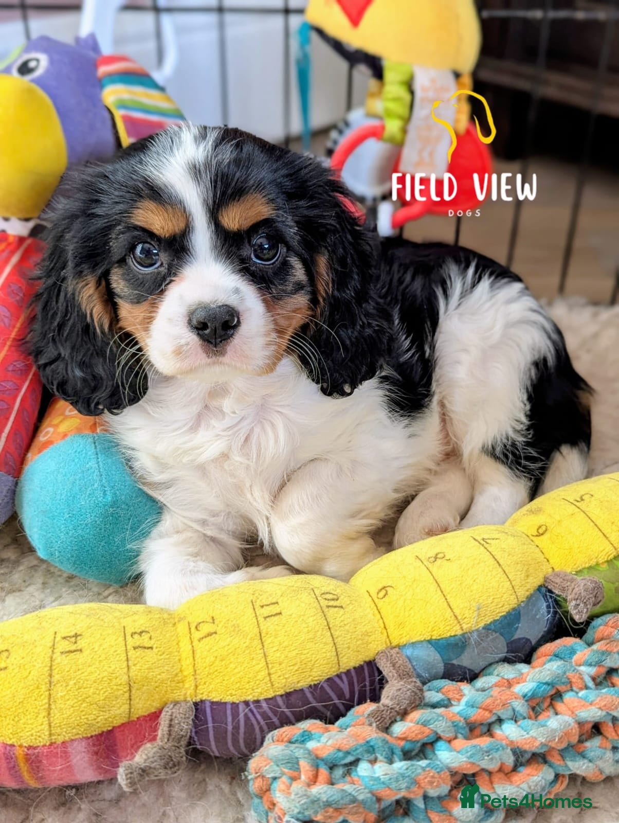 Cavalier King Charles Spaniel dogs Chocolate carrier Cavaliers, health tested parents - Advert 1
