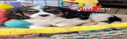 Cavalier King Charles Spaniel dogs for sale: Chocolate carrier Cavaliers, health tested parents - Advert 1