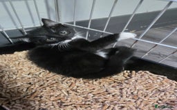Mixed Breed cats for sale: 2 brothers looking for new forever homes  - Image 2