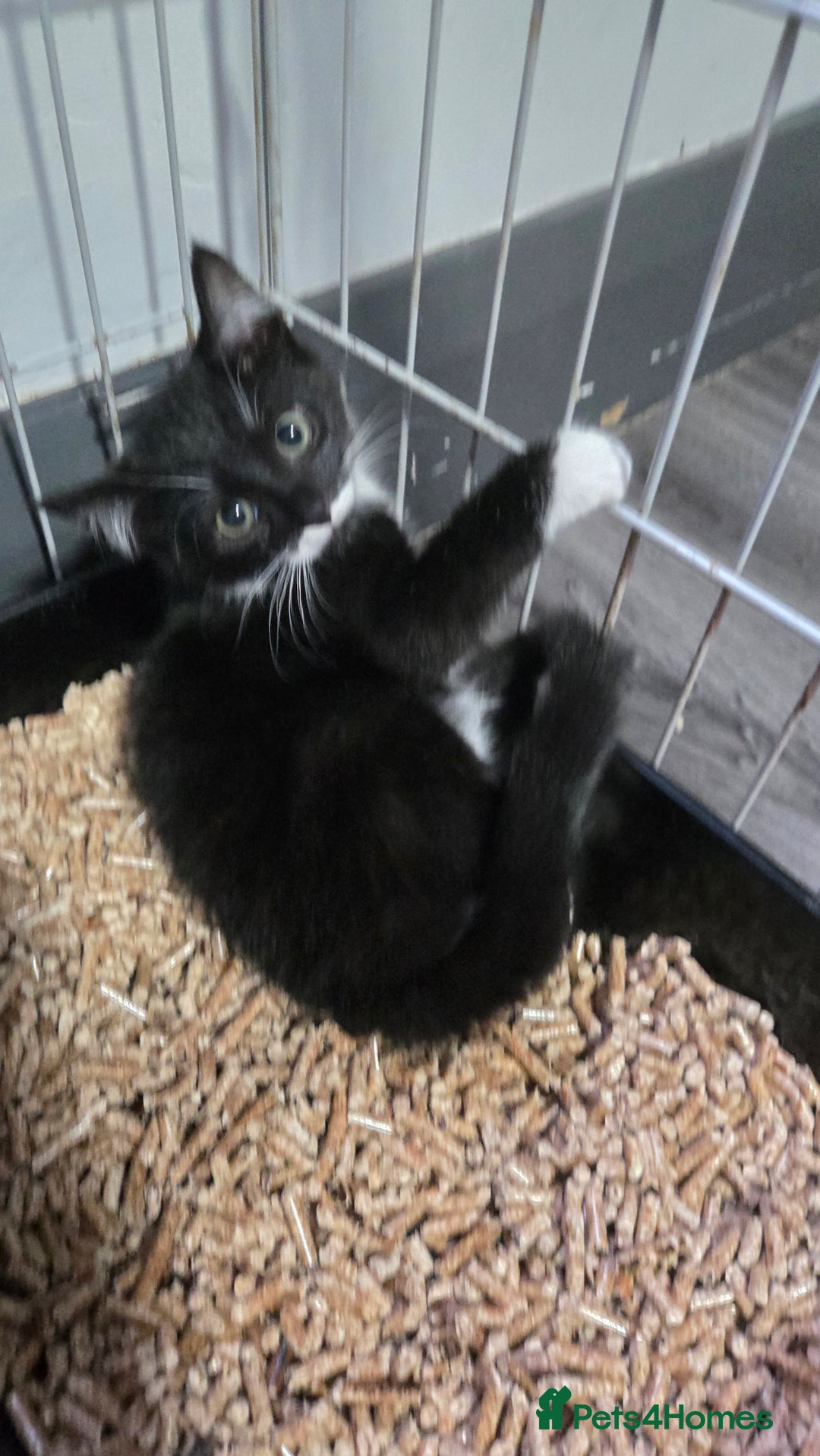 Mixed Breed cats for sale: 2 brothers looking for new forever homes  - Image 2