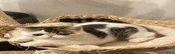 Exotic cats for sale: Gorgeous GCCF reg. Exotic kittens - Advert 6