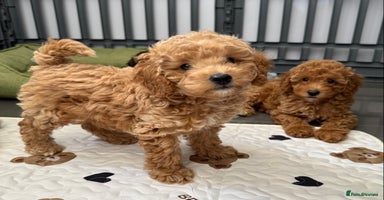 Cockapoo dogs - Advert 6