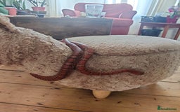 Corn Snake reptiles for sale: Friendly corn snake and vivarium  - Image 1