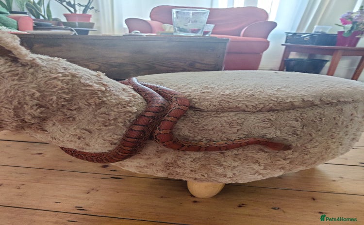 Corn Snake reptiles - Advert 1