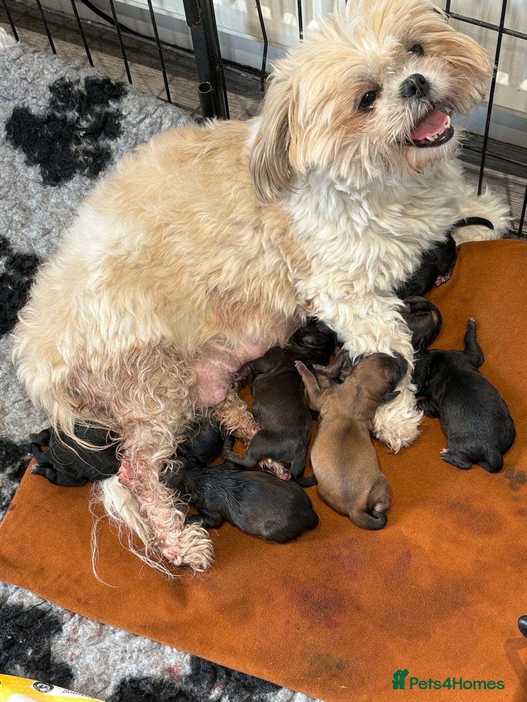 Shihpoo dogs for sale: Shihpoo f1 puppies - Advert 5