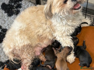 Shihpoo dogs Shihpoo f1 puppies - Advert 1