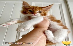 Maine Coon cats for sale: 🐾🦁 *TICA REG* GINGER MAINE COON KITTENS🦁🐾 - Image 11