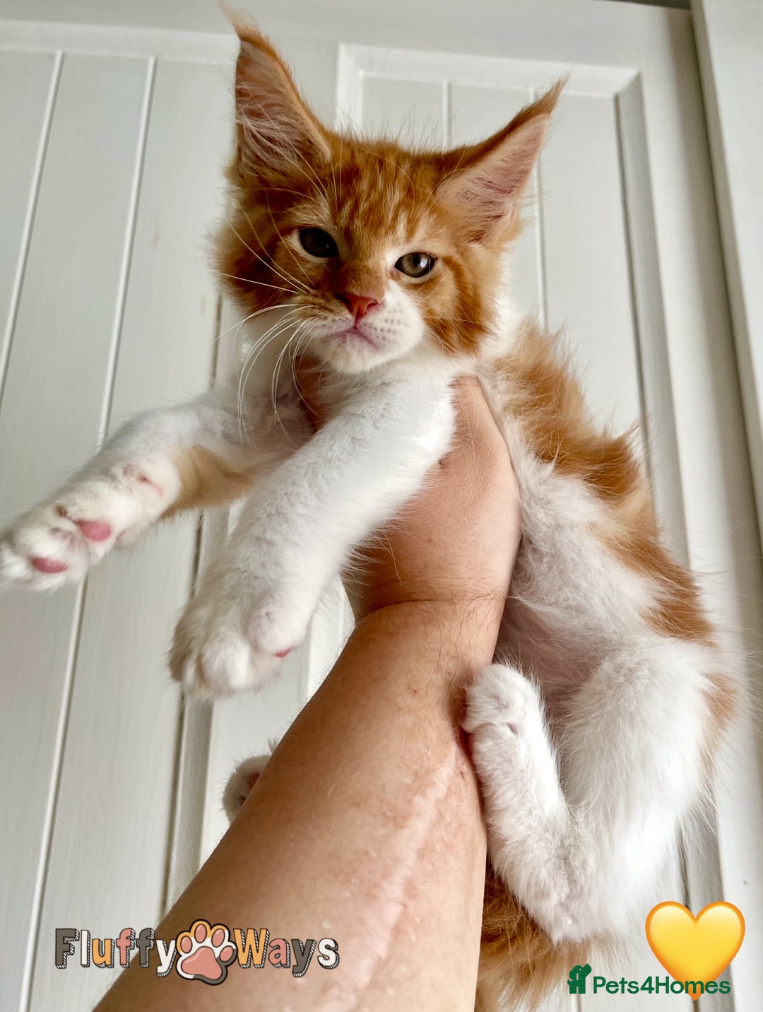 Maine Coon cats for sale: 🐾🦁 *TICA REG* GINGER MAINE COON KITTENS🦁🐾 - Image 11