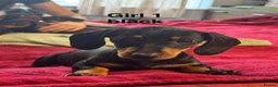 Dachshund dogs for sale: Dachshund puppies boys and girls  - Advert 6