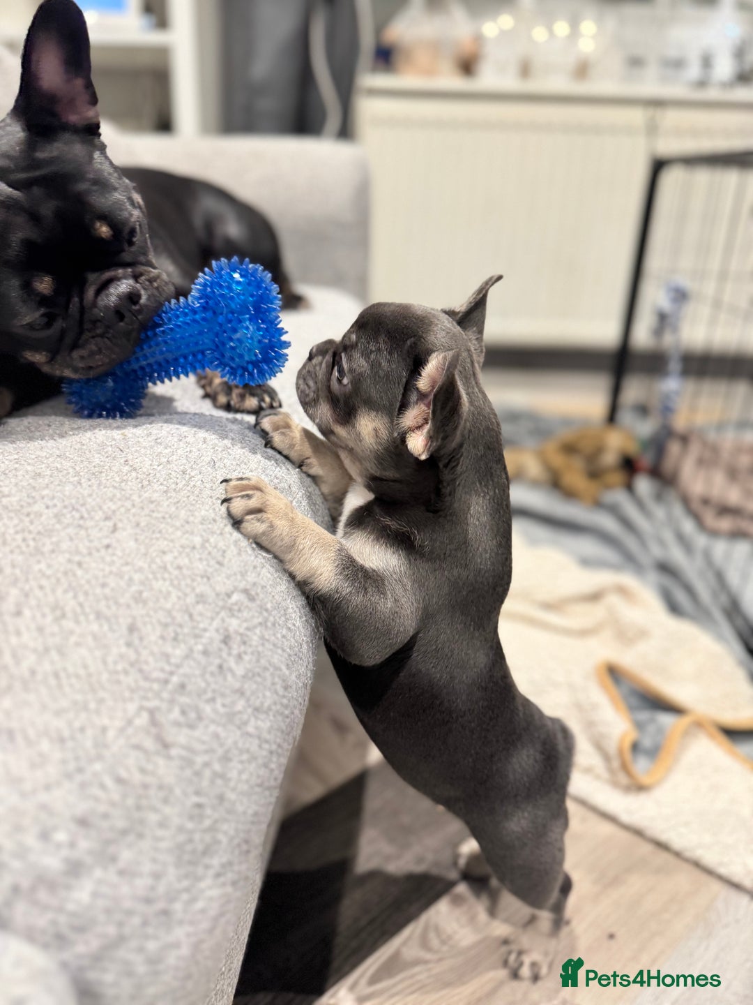 French Bulldog dogs for sale: 2 beautiful girls looking for their forever homes - Advert 1