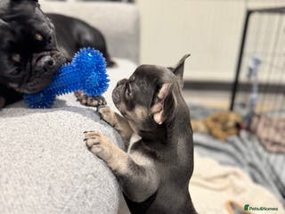 French Bulldog dogs 2 beautiful girls looking for their forever homes - Advert 1