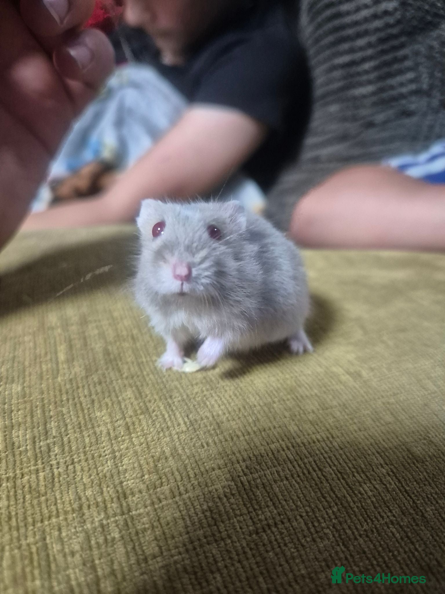 Hamster rodents Russian dwarf babies - Advert 12
