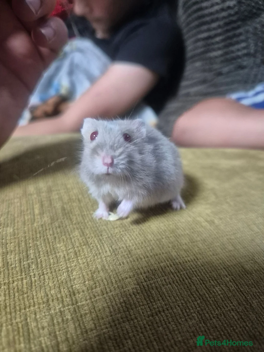 Hamster rodents for sale: Russian dwarf babies - Advert 1