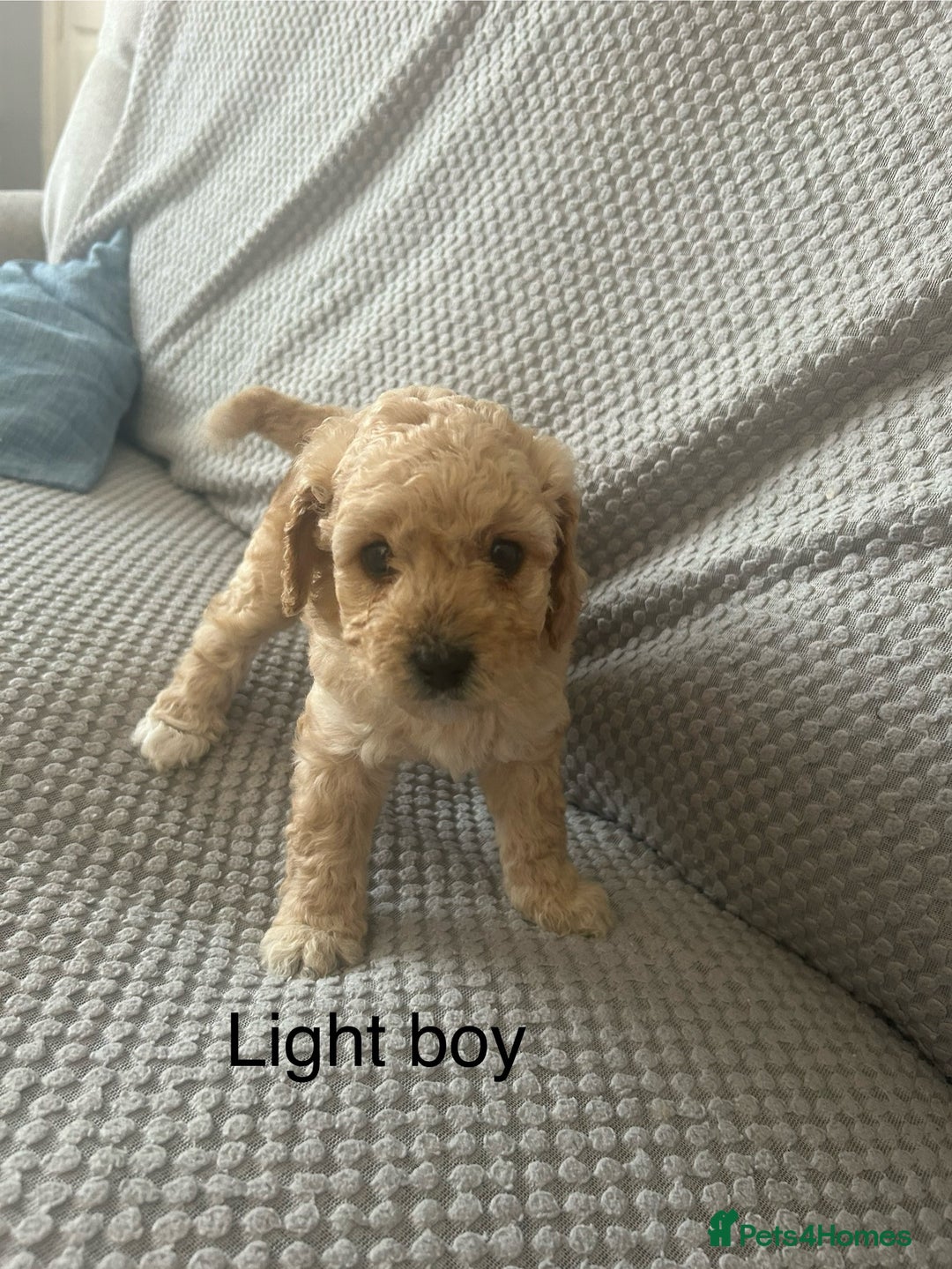 Cavapoo dogs for sale: 🌟 Fully health tested F1B cavapoos for sale 🌟  - Image 7