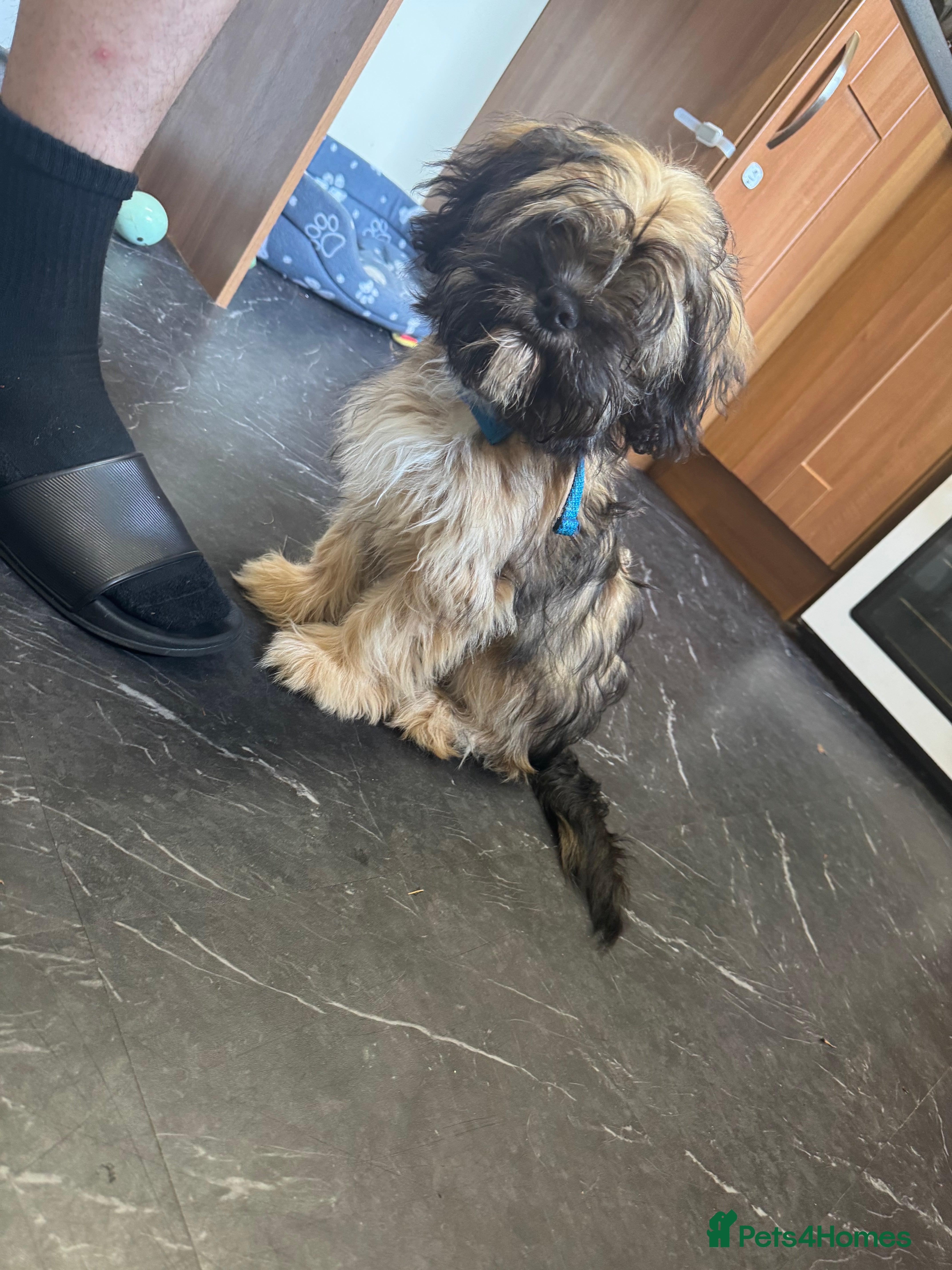 Mixed Breed dogs Shitzu x frenchie male - Advert 11